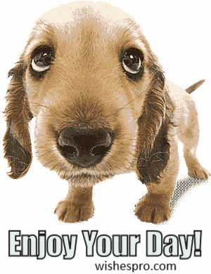 Birthday Wishes - Puppy